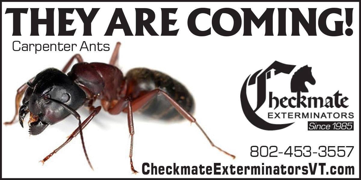 ants
